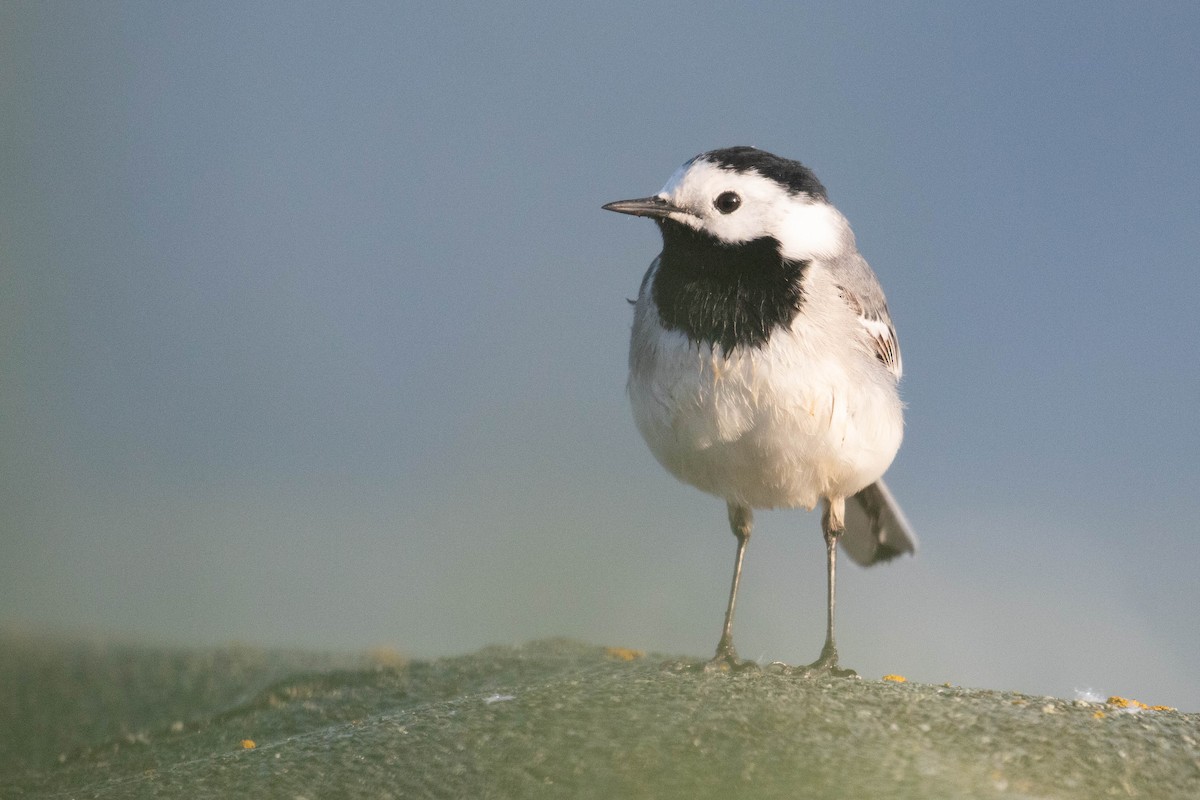 White Wagtail - ML620637176