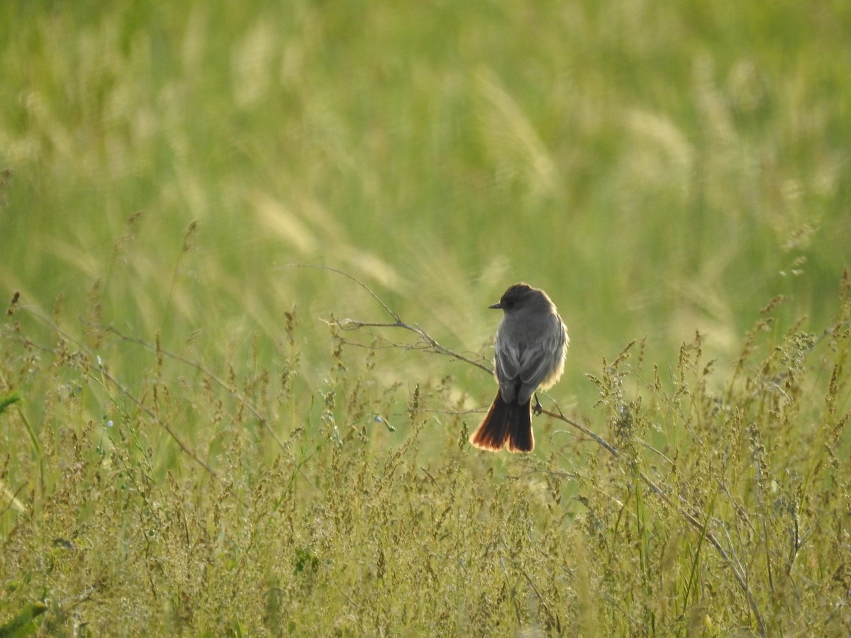 Say's Phoebe - ML620637178