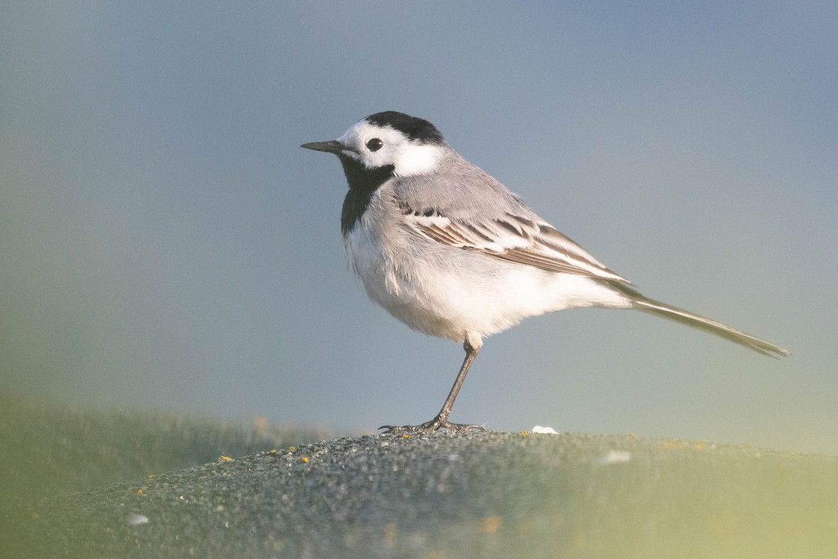 White Wagtail - Leo Damrow