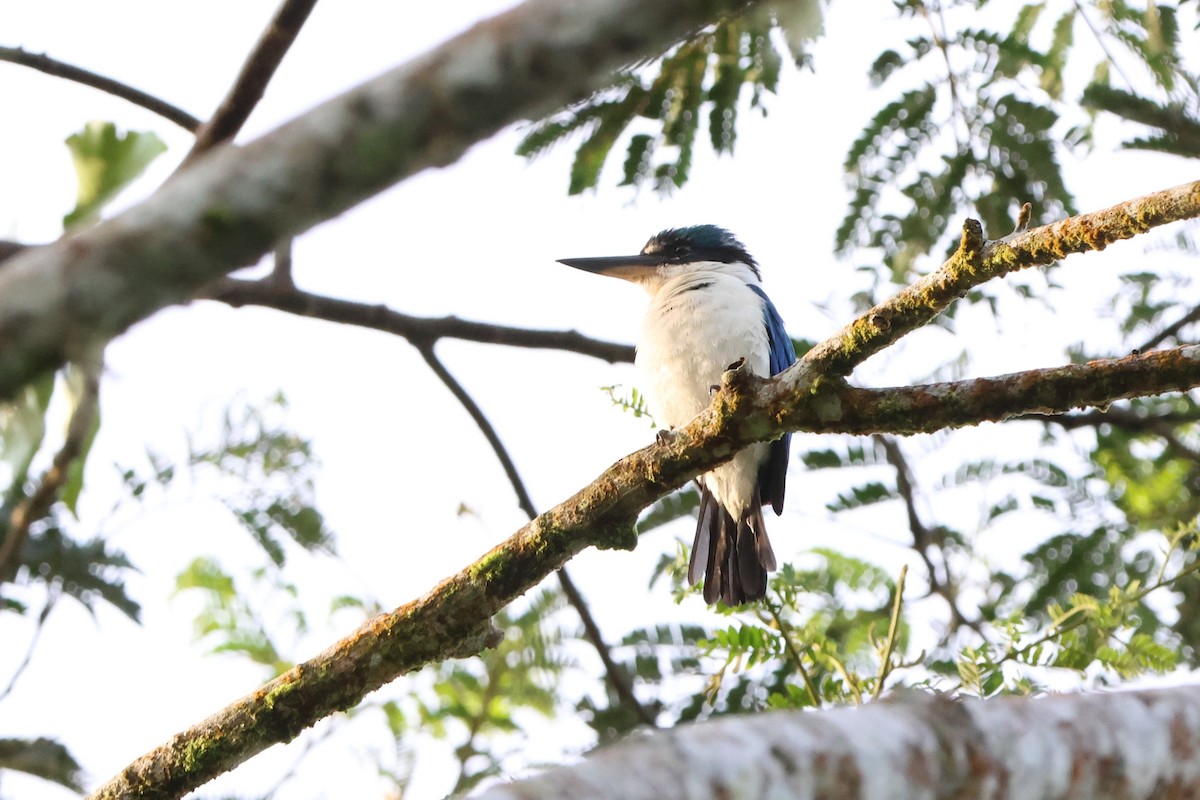 Collared Kingfisher - ML620637180