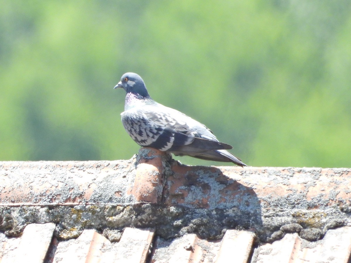 Rock Pigeon (Feral Pigeon) - ML620637185