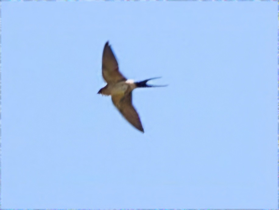 Red-rumped Swallow - ML620637186