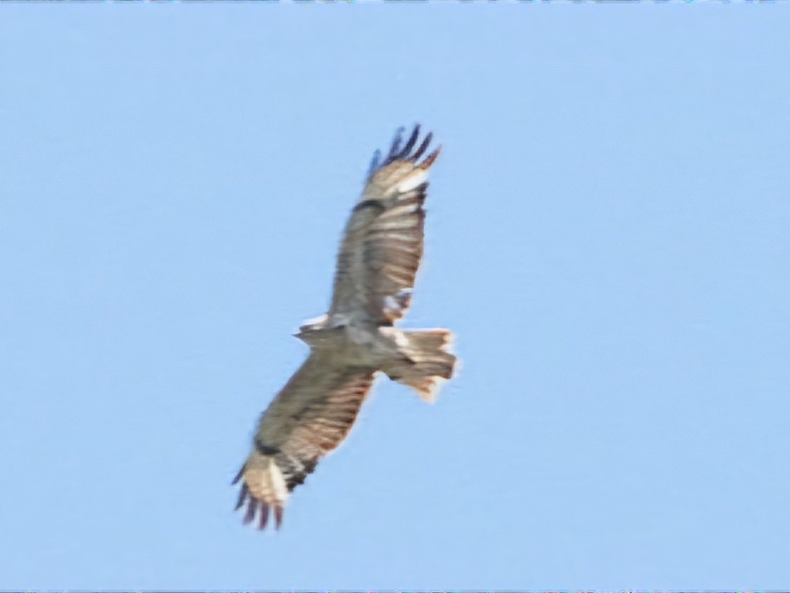 Common Buzzard - ML620637193