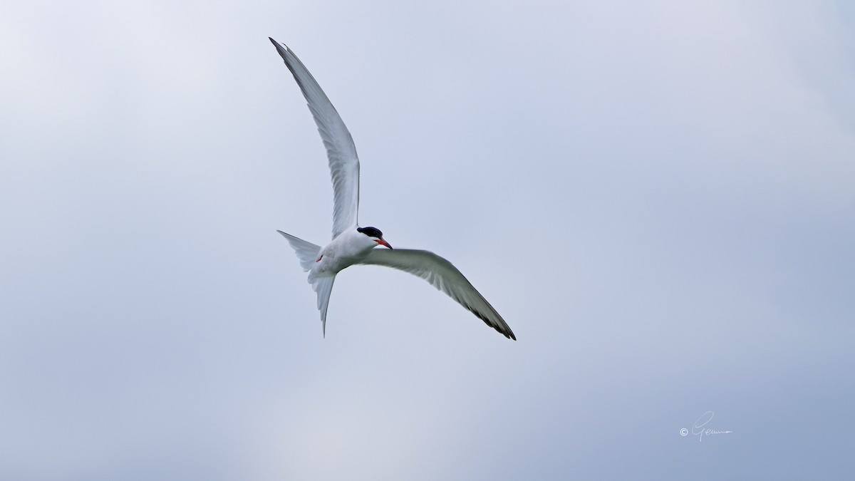 Common Tern - ML620637194