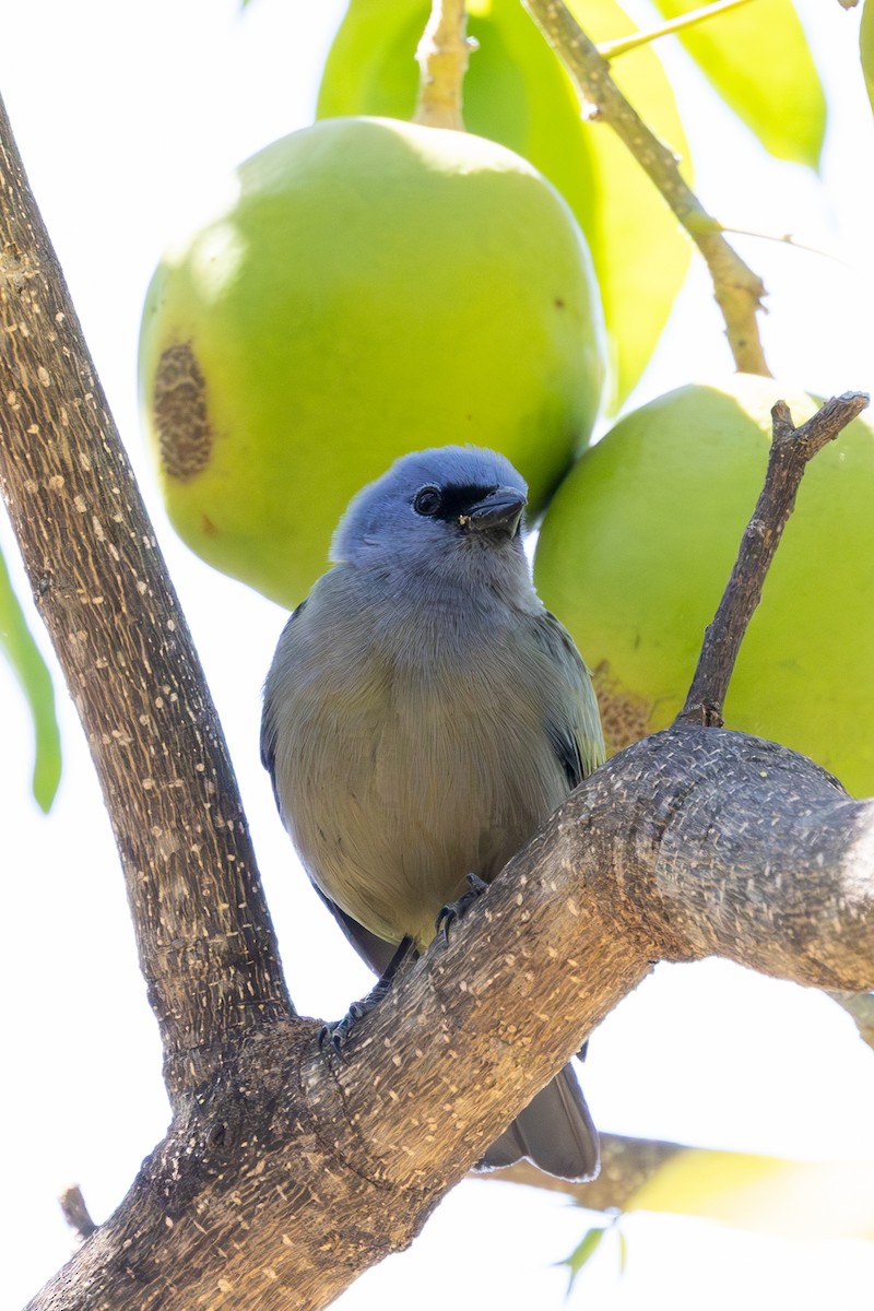 Yellow-winged Tanager - ML620637195