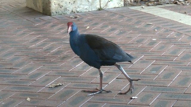 Australasian Swamphen - ML620637197