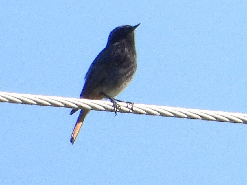 Black Redstart - ML620637200