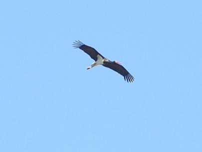 Black Stork - ML620637206