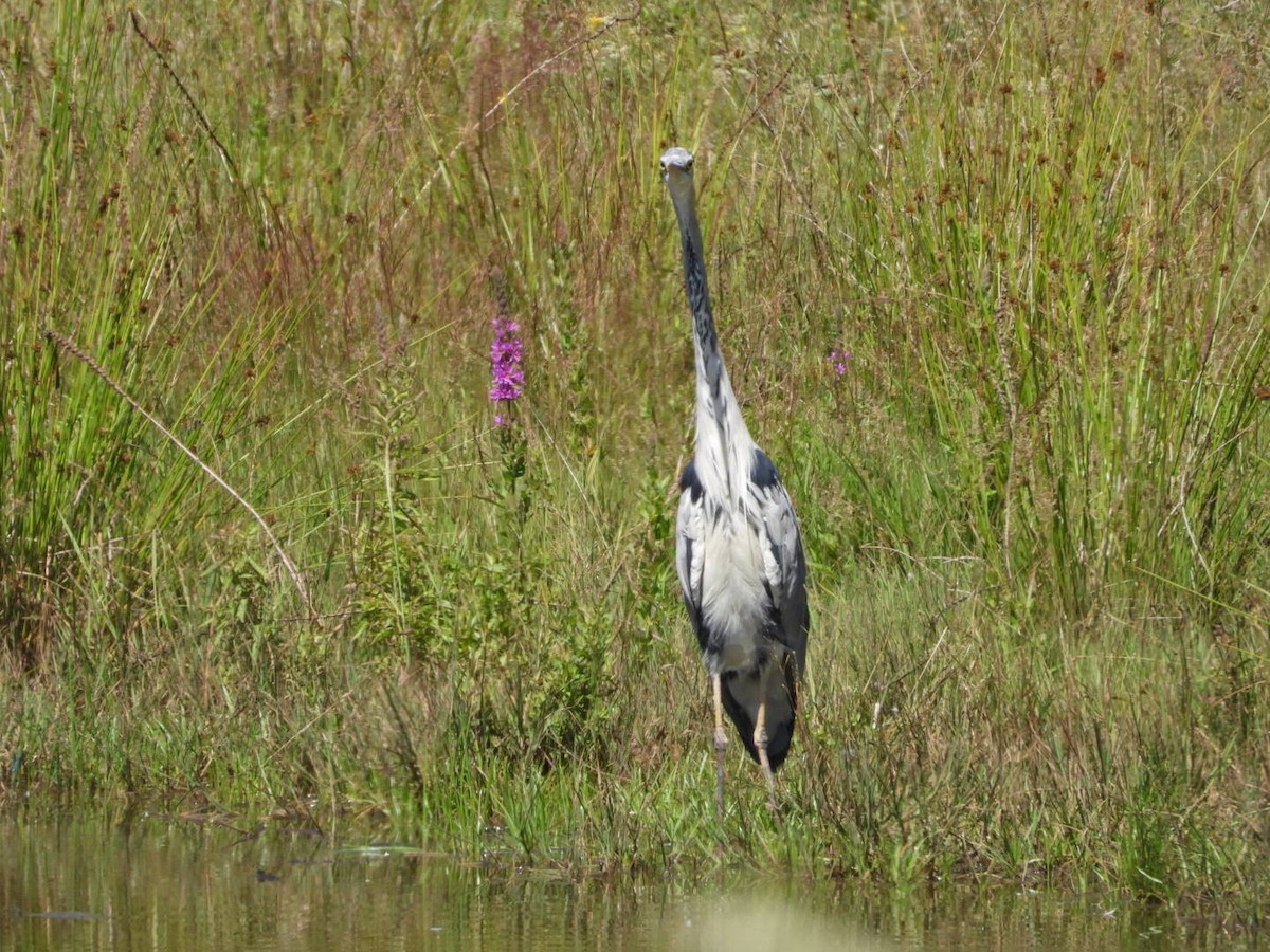 Gray Heron - ML620637207