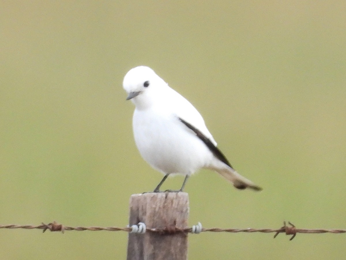 Monjita Blanca - ML620637208