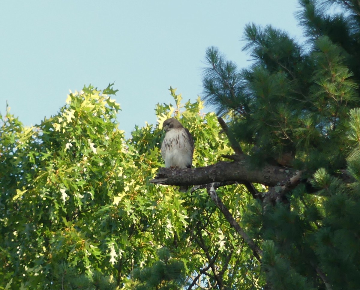 Rotschwanzbussard - ML620637209