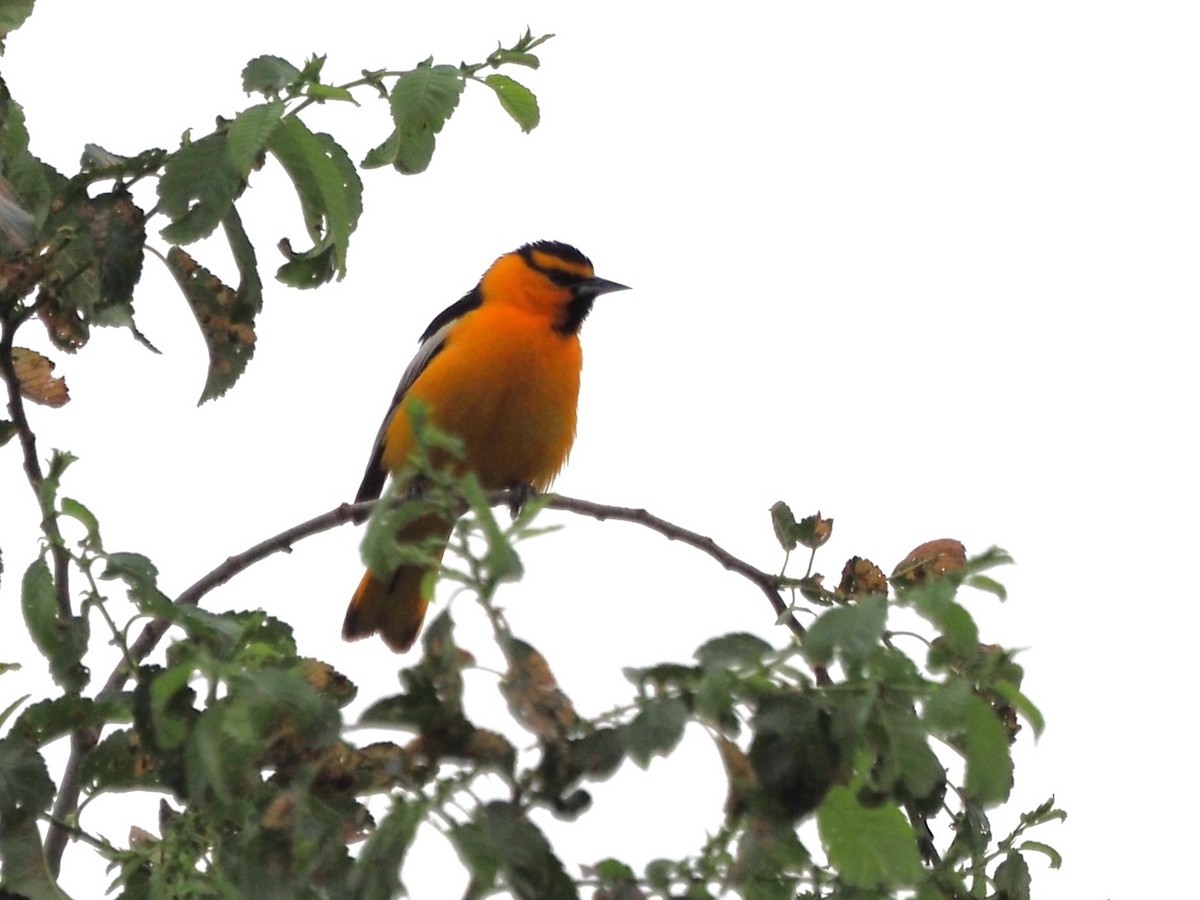 Bullock's Oriole - ML620637211