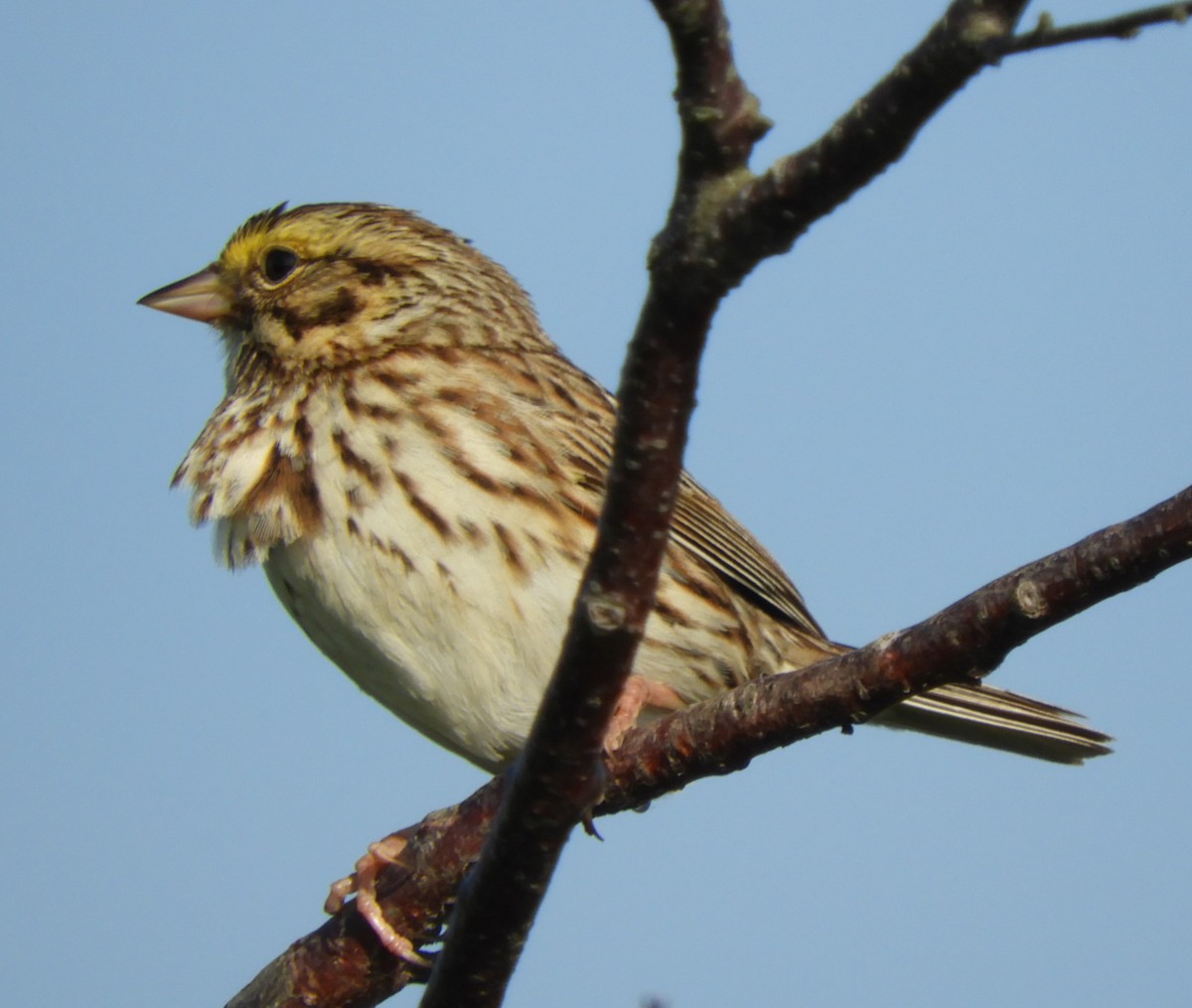 Savannah Sparrow - ML620637213