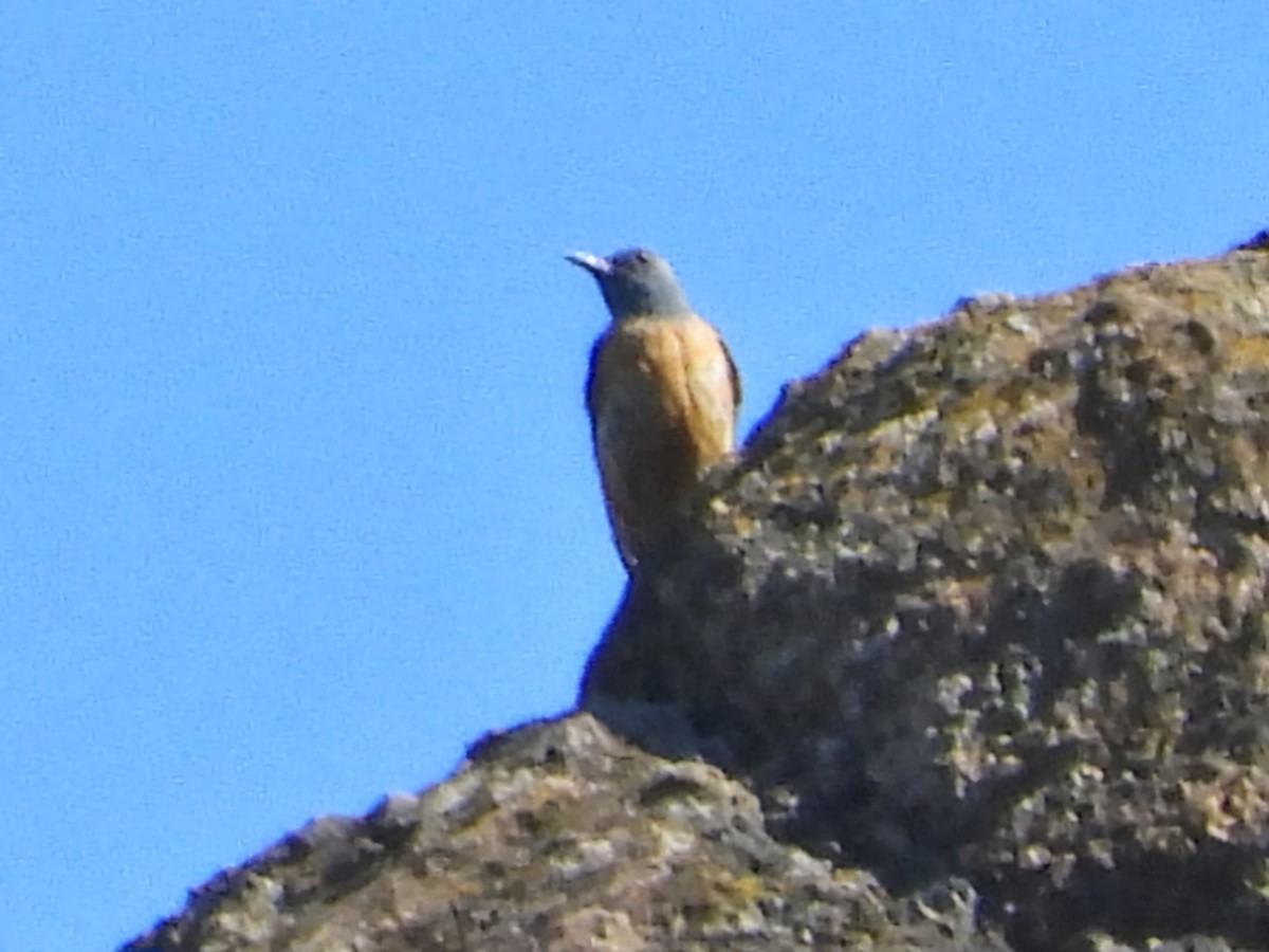 Rufous-tailed Rock-Thrush - ML620637214