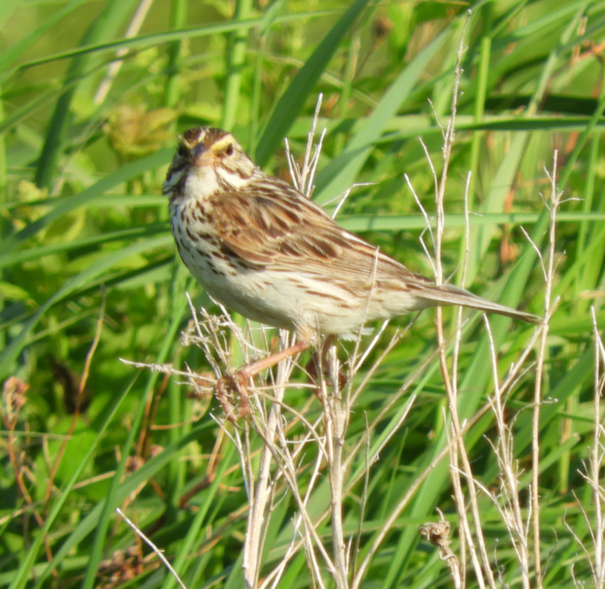 Savannah Sparrow - ML620637217