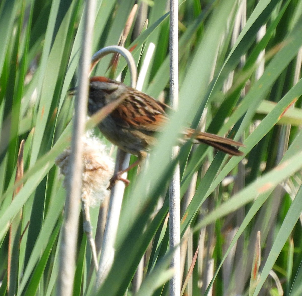 Swamp Sparrow - ML620637221