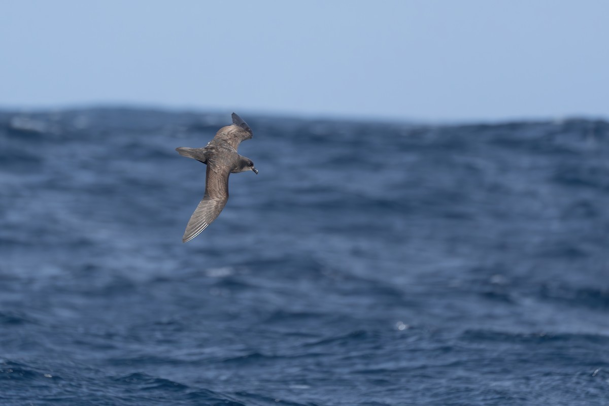 Great-winged Petrel - ML620637222