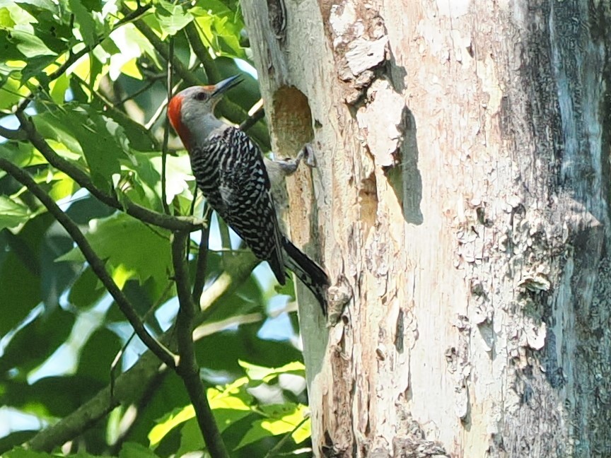 Red-bellied Woodpecker - ML620637223