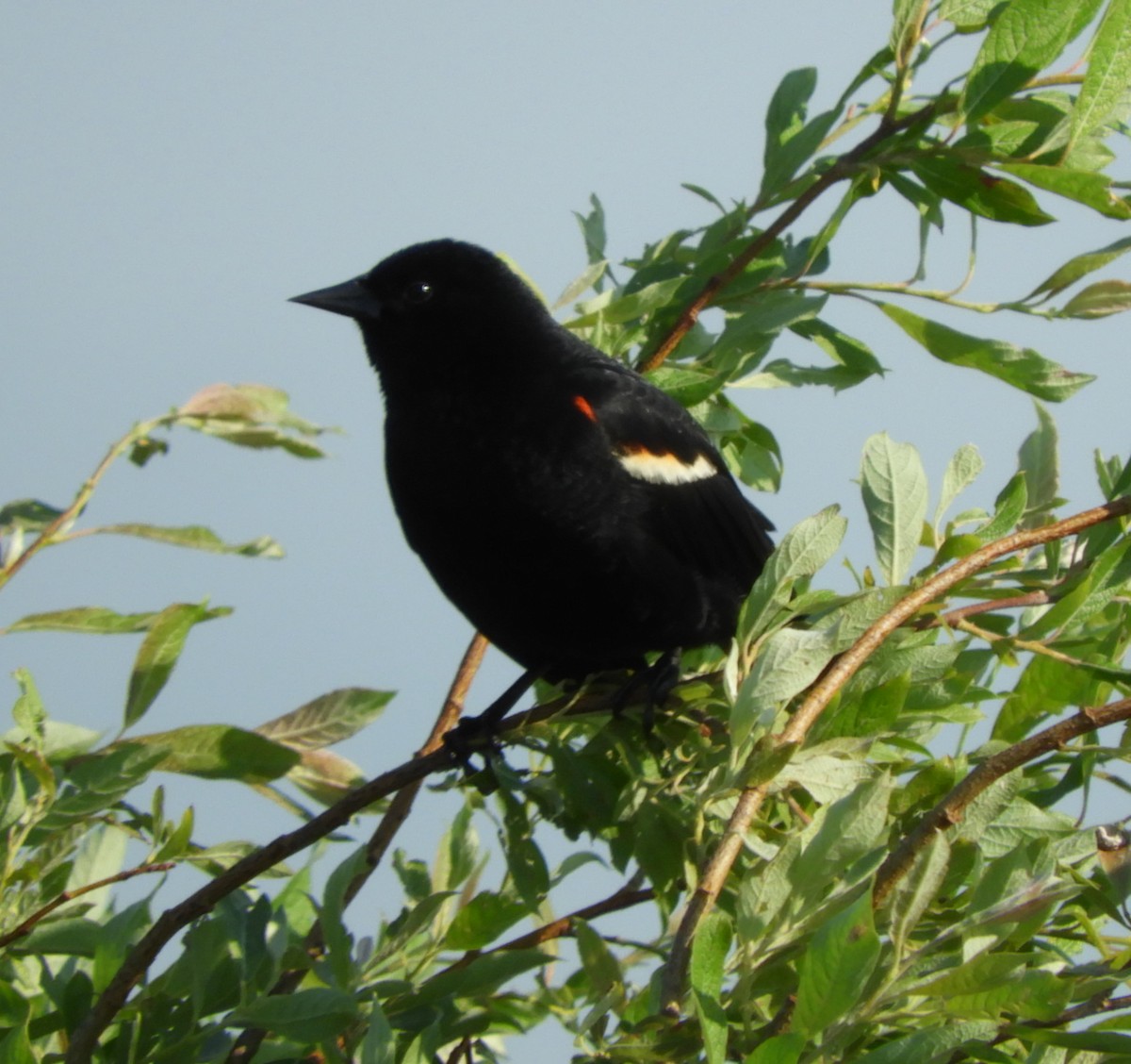 Red-winged Blackbird - ML620637224