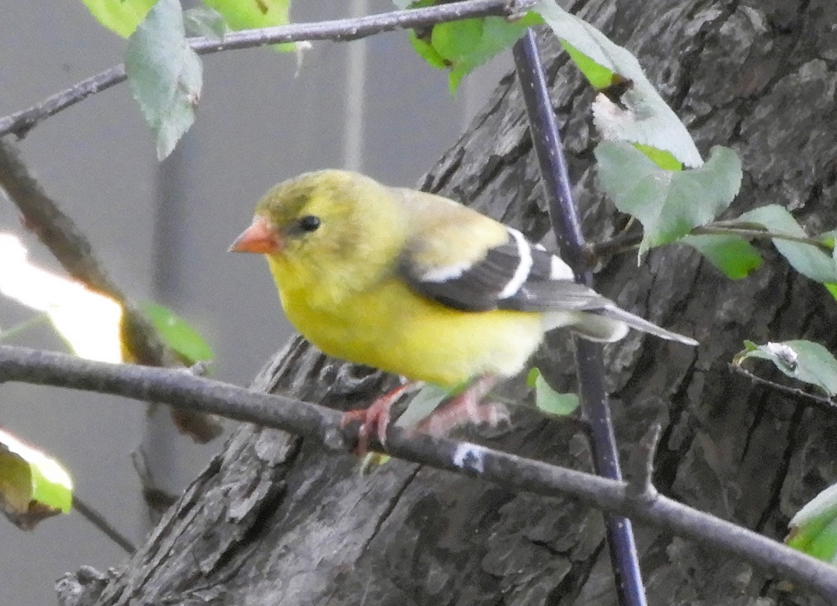 American Goldfinch - JaniceAndKeith Moreau