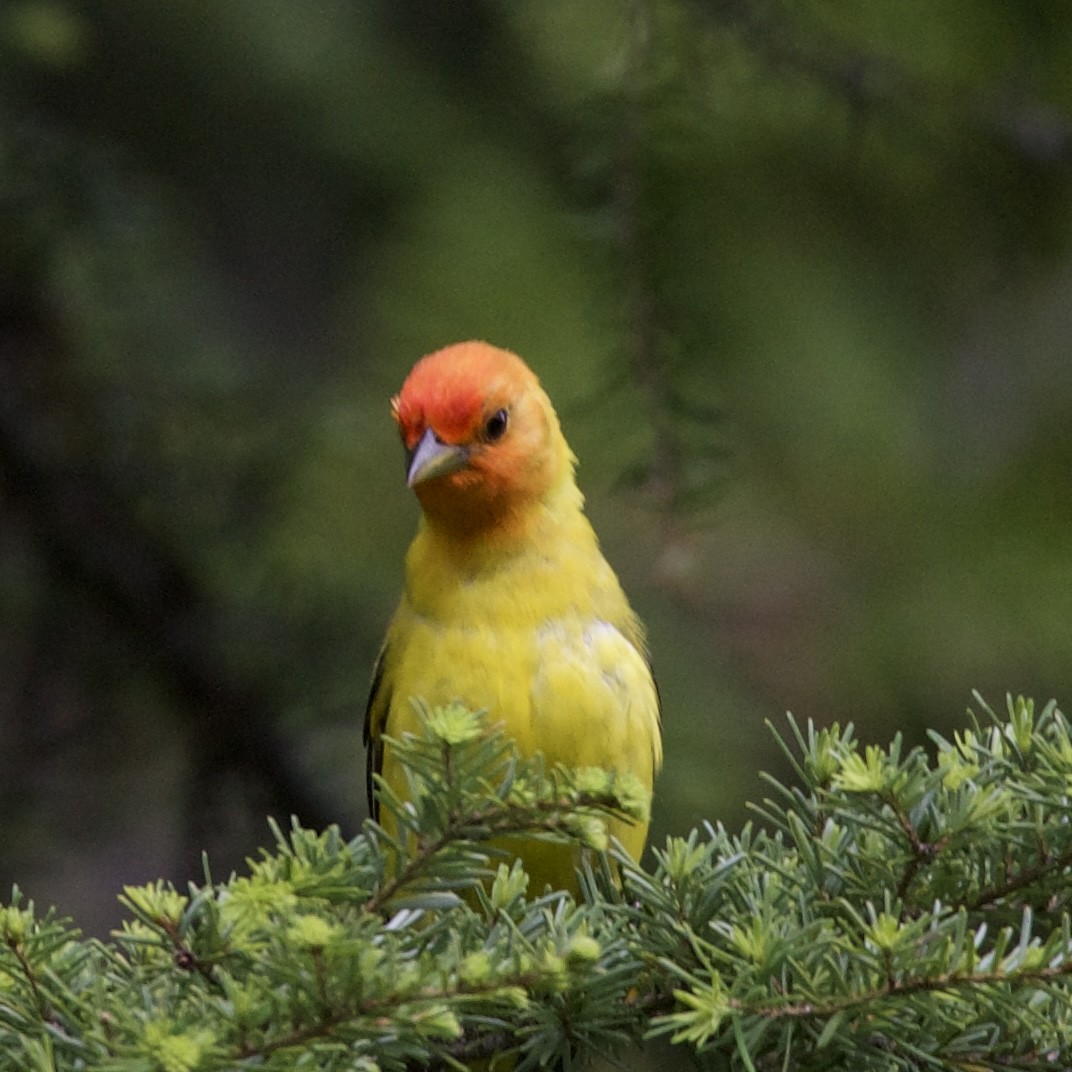 Western Tanager - ML620637229