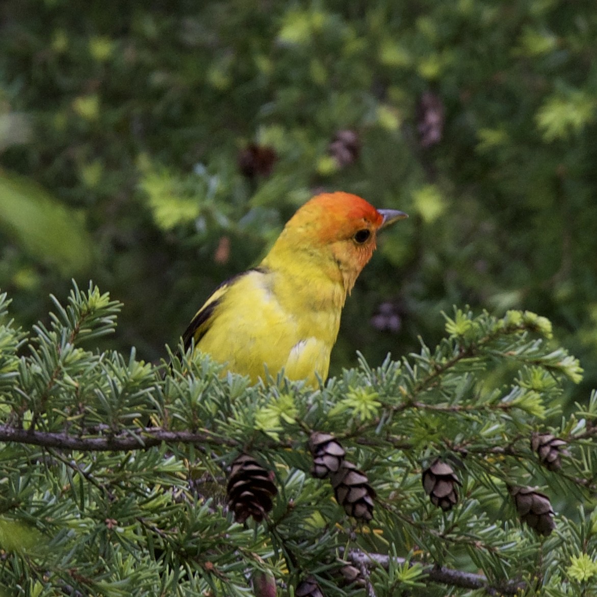 Western Tanager - ML620637230