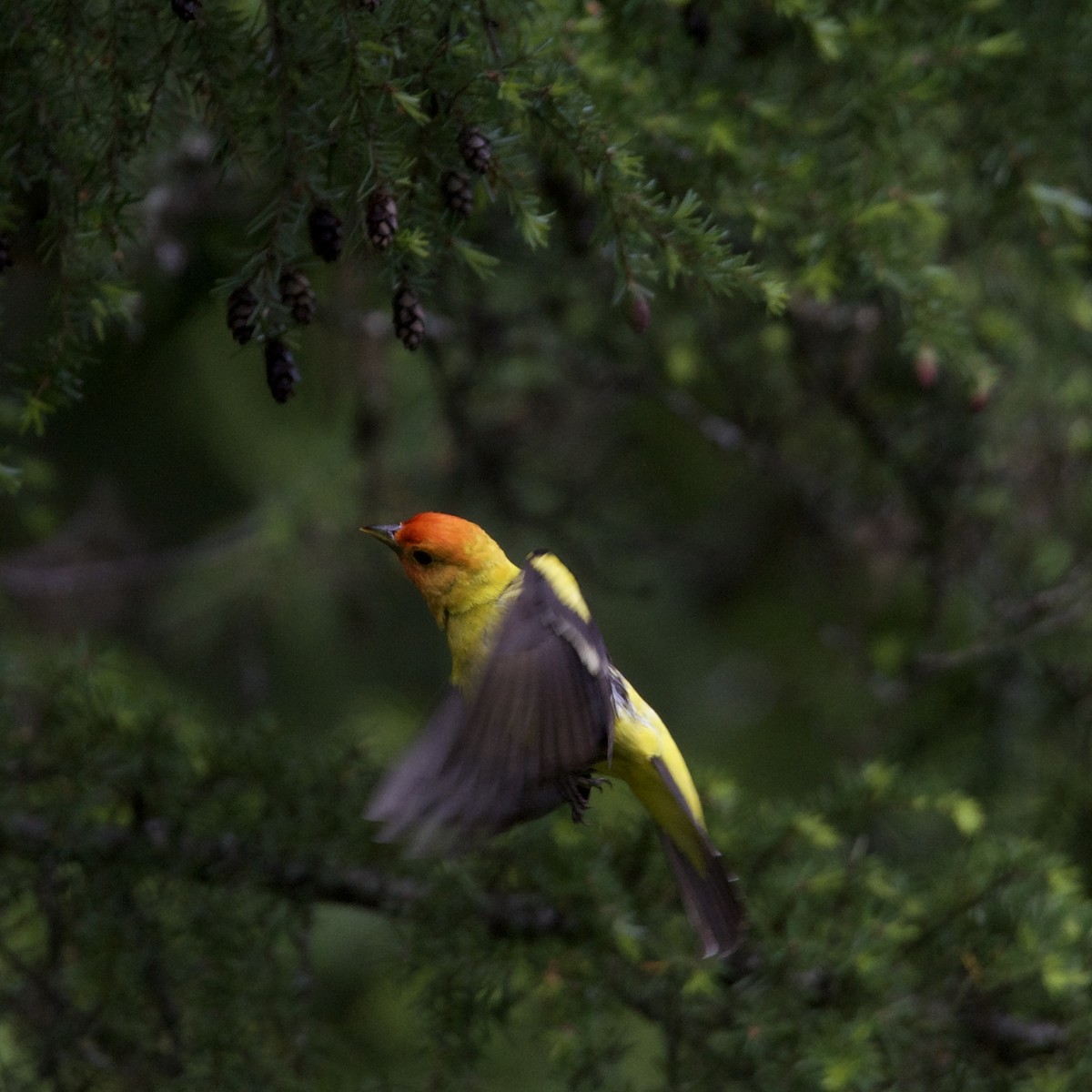 Western Tanager - ML620637231