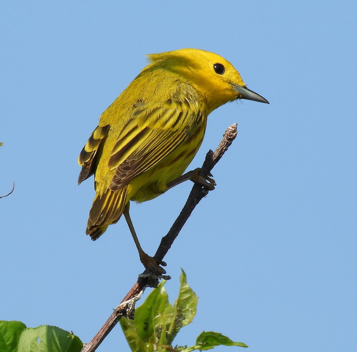 Yellow Warbler - ML620637236