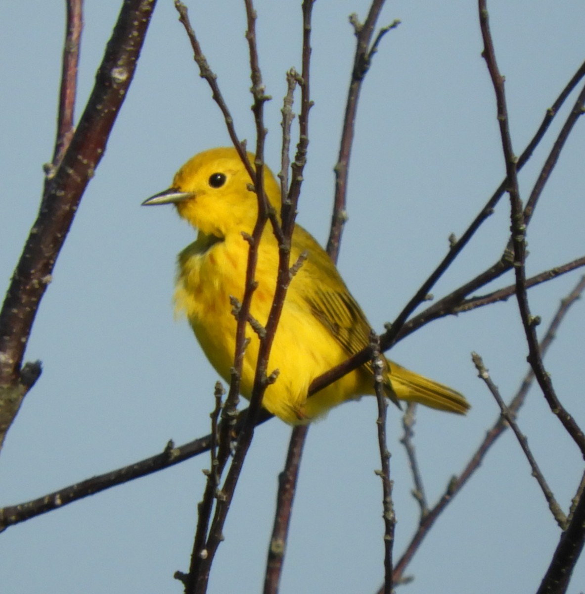 Yellow Warbler - Kathleen Spicer