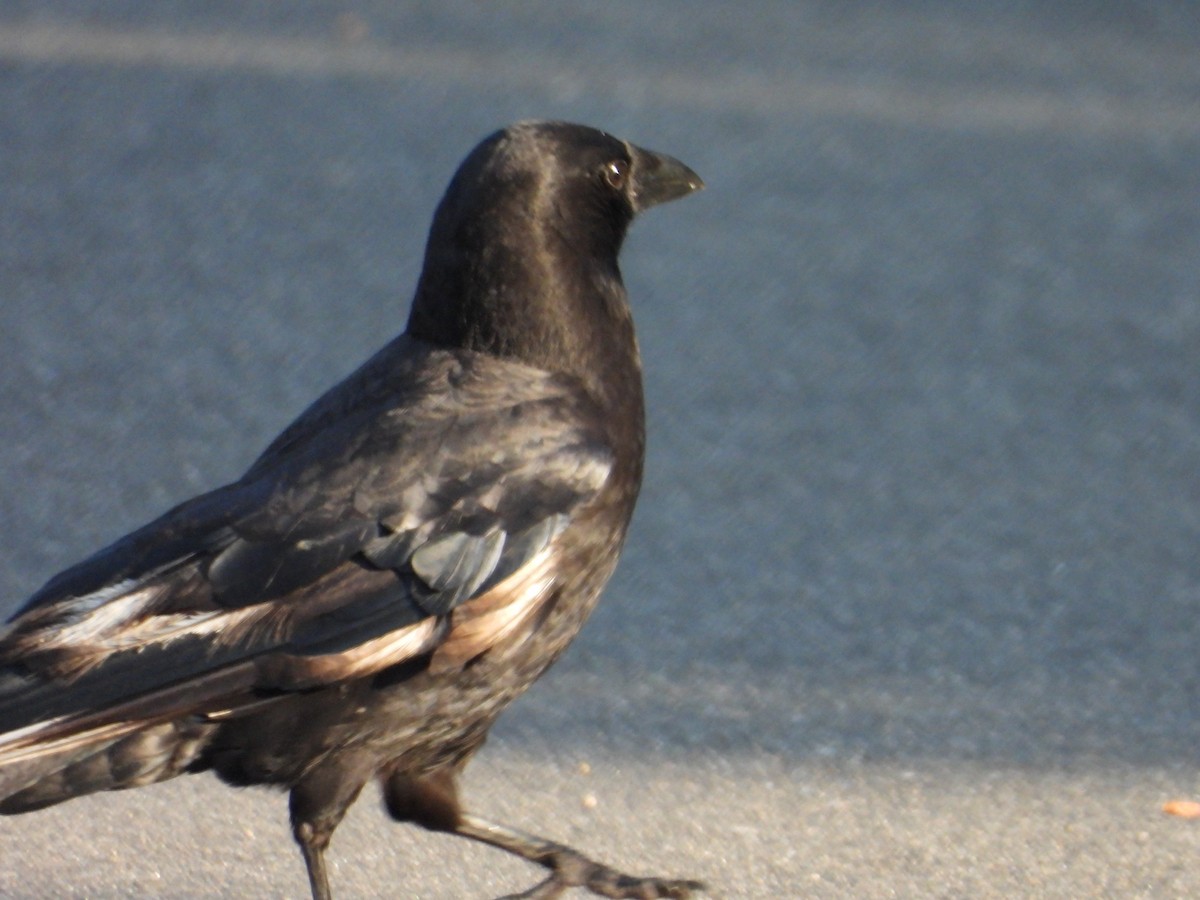 American Crow - ML620637241