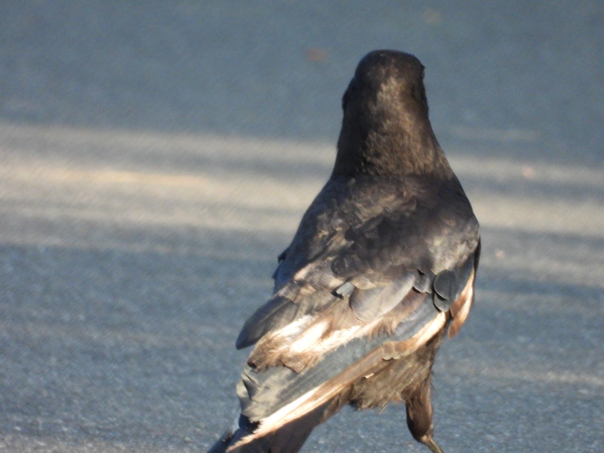 American Crow - ML620637242