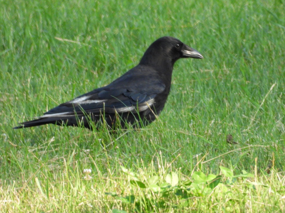 American Crow - ML620637243