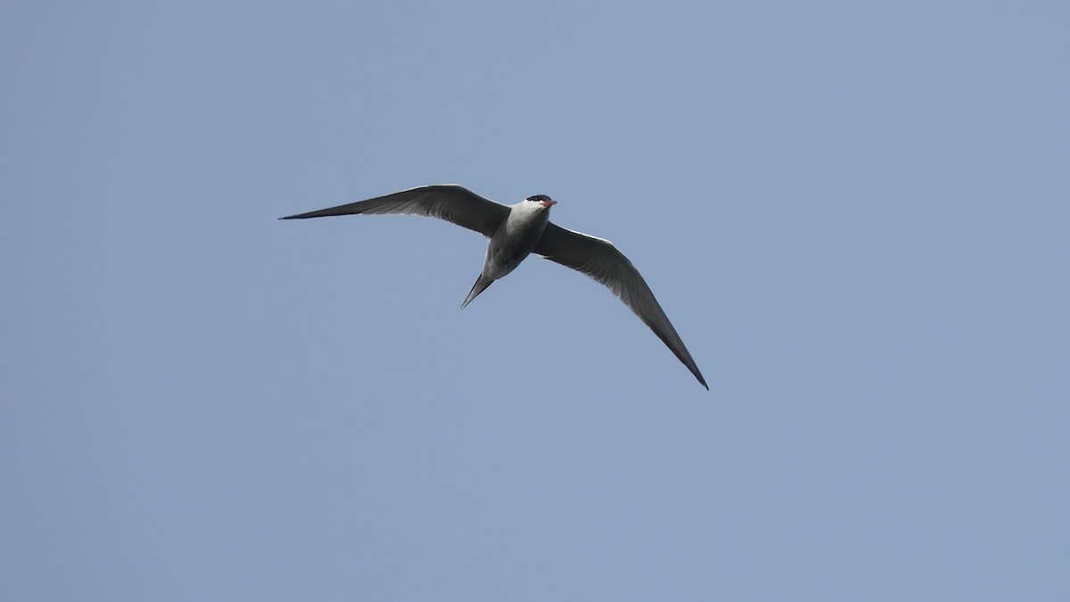 Common Tern - Andy  Woodward