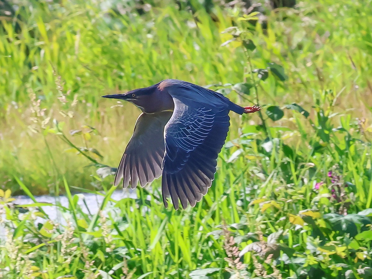 Green Heron - ML620637251