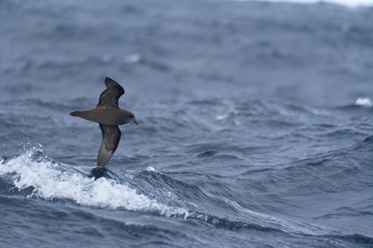 Great-winged Petrel - ML620637252