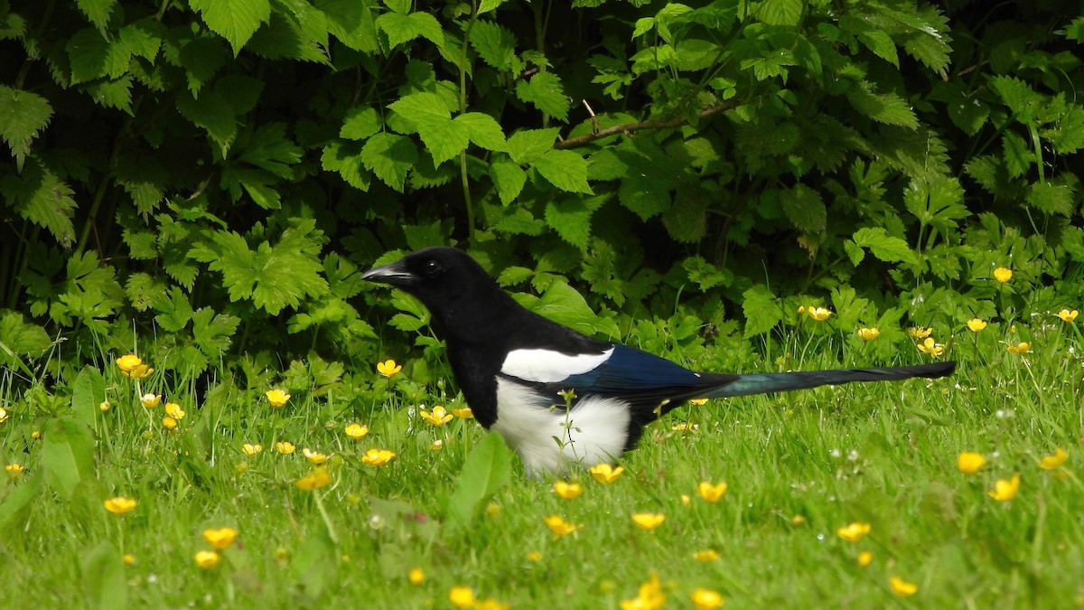 Eurasian Magpie - ML620637253