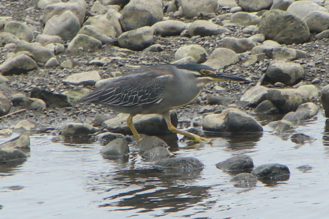 Striated Heron - ML620637256