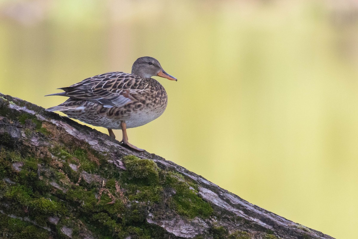 Gadwall - ML620637258