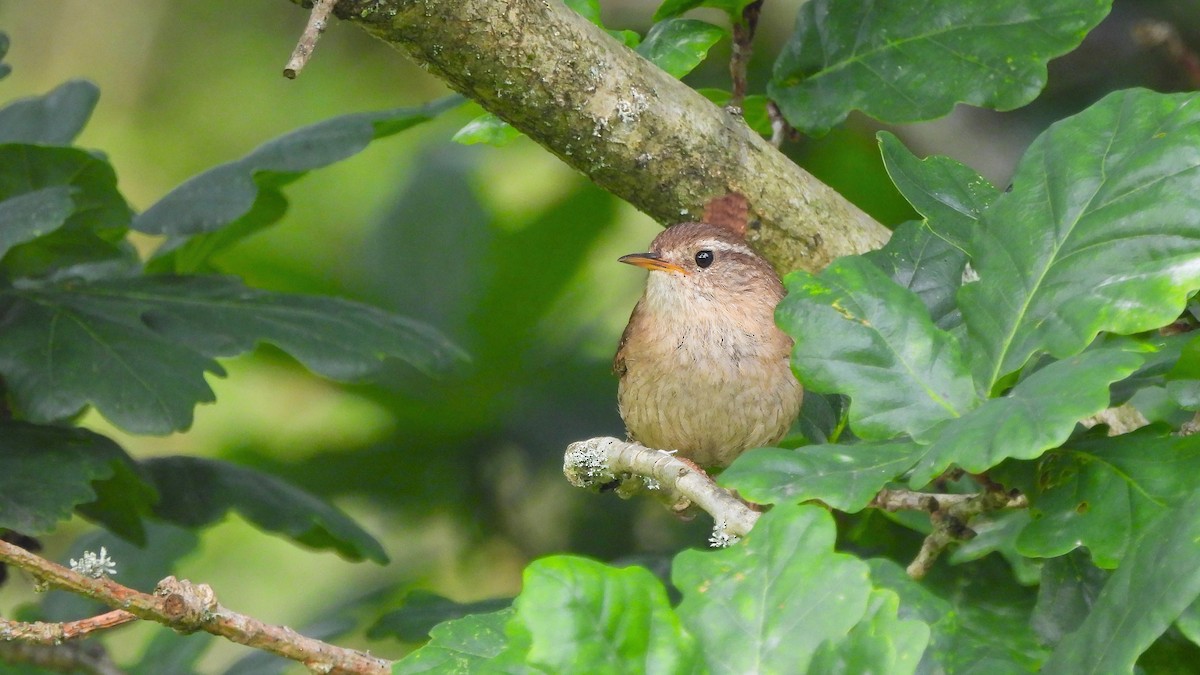 Eurasian Wren - ML620637261