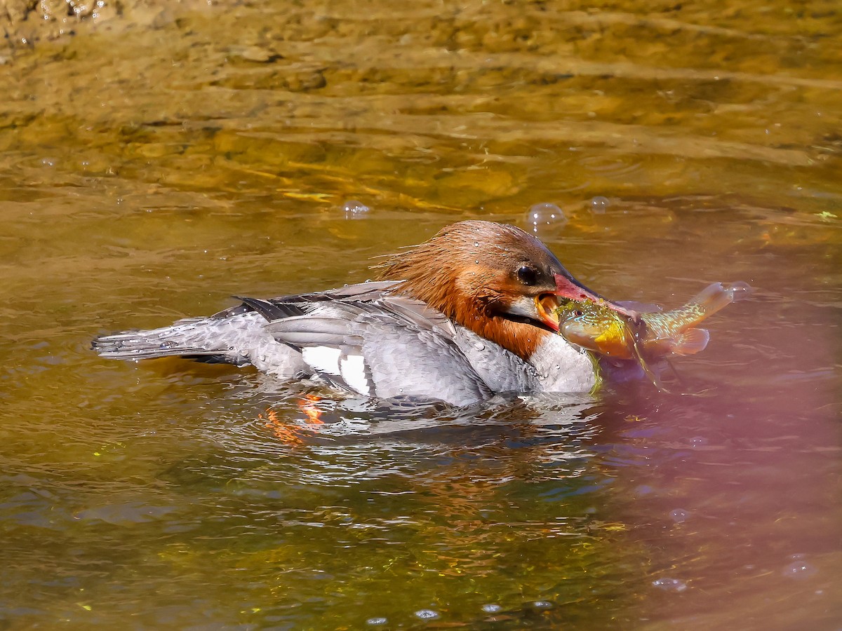 Common Merganser - ML620637264