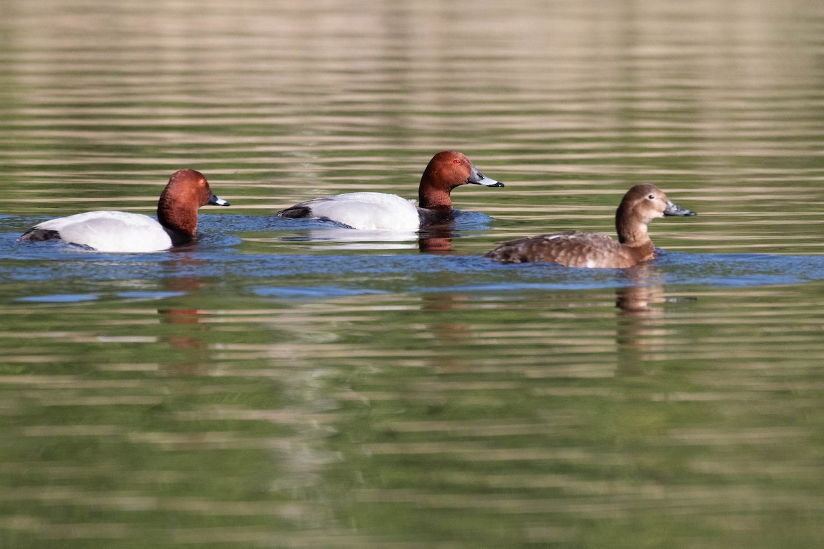 Common Pochard - ML620637265