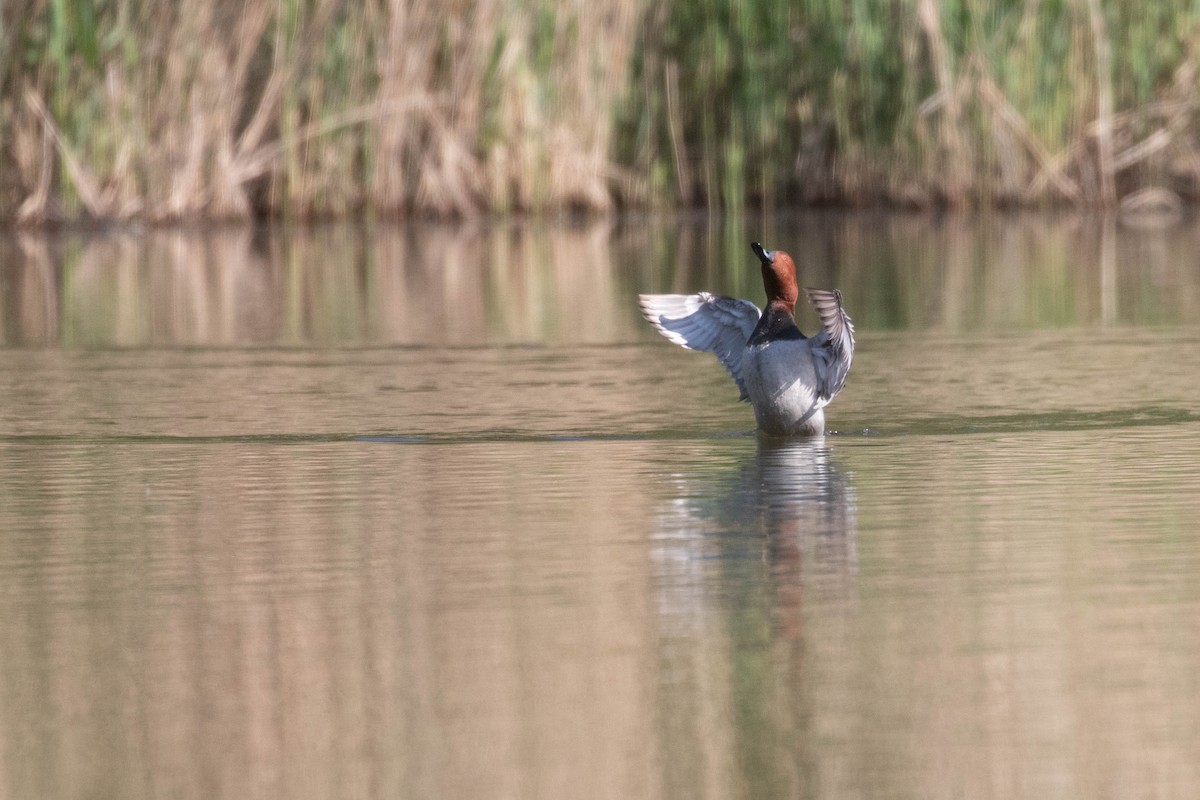 Common Pochard - ML620637266