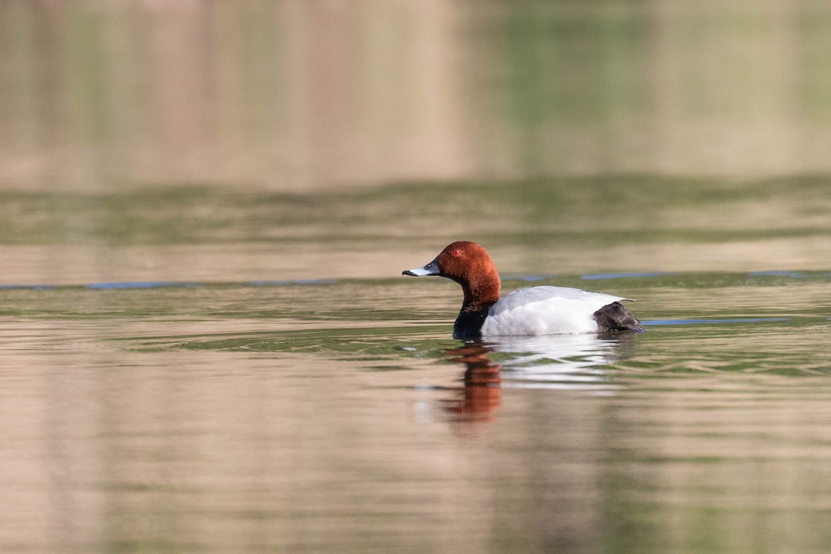 Common Pochard - ML620637267