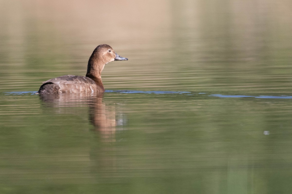 Common Pochard - ML620637269