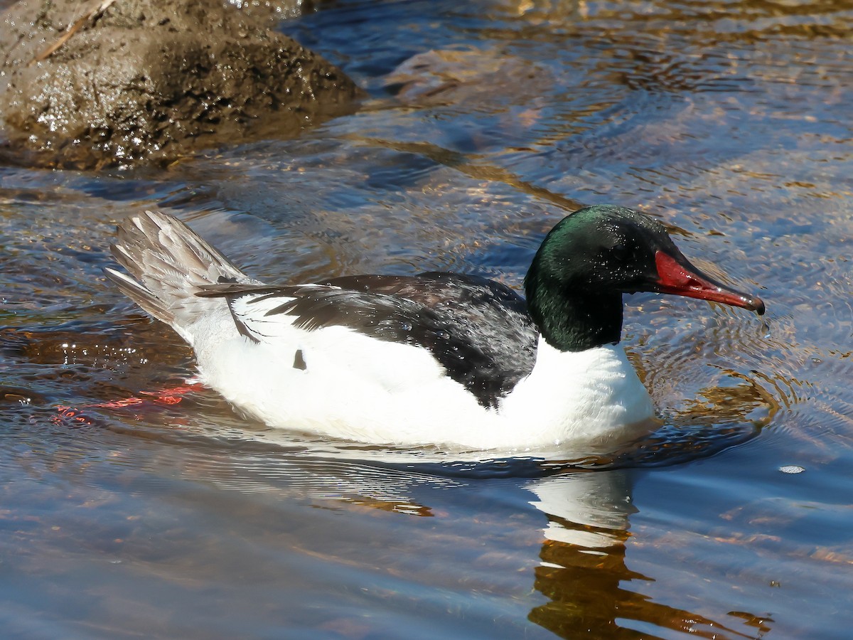 Common Merganser - ML620637270