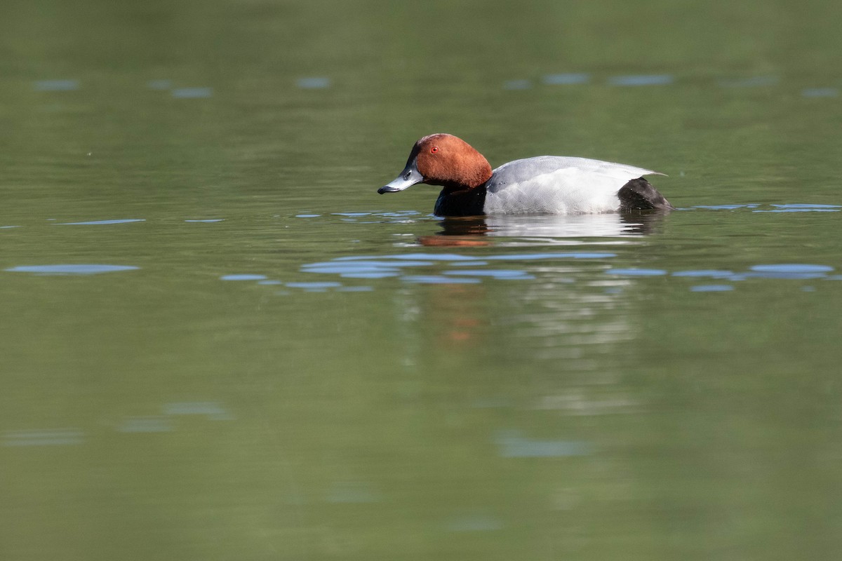 Common Pochard - ML620637272