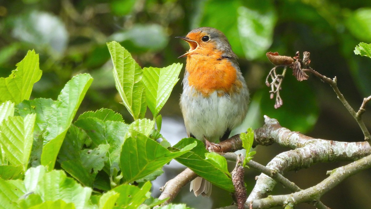 European Robin - ML620637273