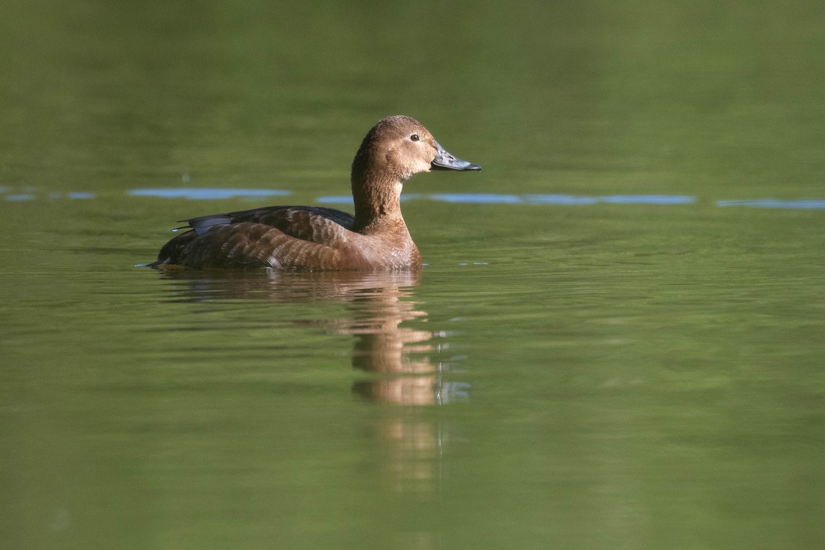 Common Pochard - ML620637275