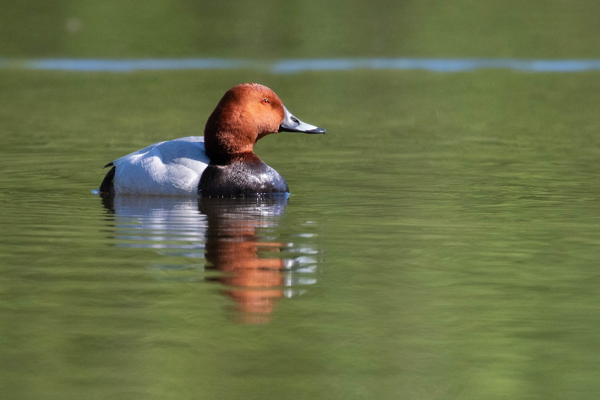 Common Pochard - Leo Damrow