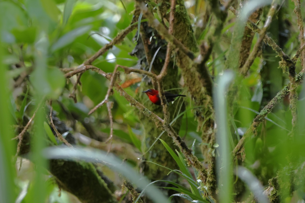 Crimson Sunbird (Sulawesi) - ML620637278